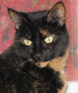 cat_contentment