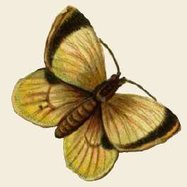 butterfly blog bck
