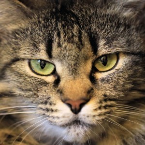 Rosemary - from feral to adoptable