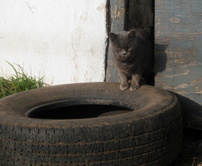 Blanche is now at Tabby's Place and adoptable