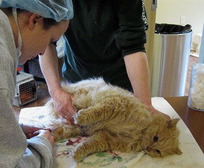 Fixing a feral kitty