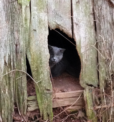 Winky now has a better life as a barn cat, thanks to Tabby's Place