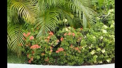 Flowers of Acapulco.wmv