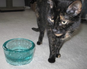 PawNosh_bowl