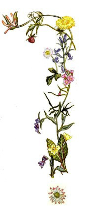 Flower Question Mark-page-0 (2)