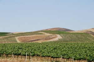 California Vineyards