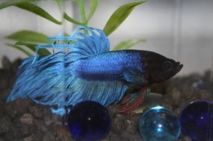 image courtesy of photobucket.com