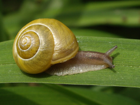 Be like the snail