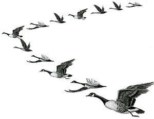 Geese in flight