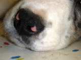 nose
