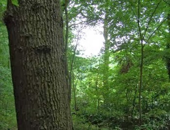 clip_image002