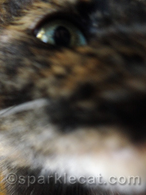 Too bad she did not lick the camera lens