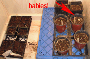 tomatoes growing in our laundry room shower