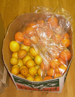 Lemons and Blood oranges