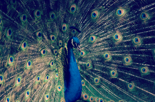 peacock, Author Kristen Lamb, Catie Rhodes, WANA, We Are Not Alone
