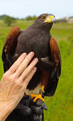 Dart the Harris Hawk