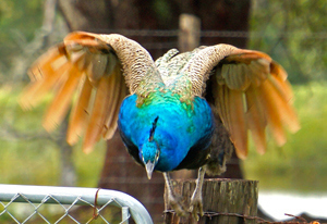 peafowl