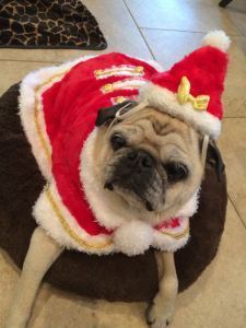 Yes, it's Santa Pug.