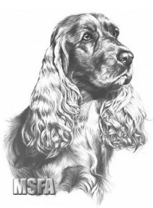 b11--cocker-spaniel