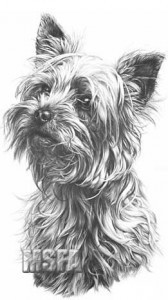 b19--yorkshire-terrier