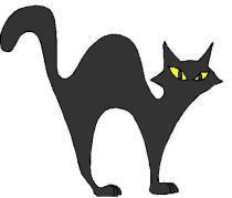black cat