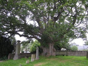 A large tree and cemetery on the grounds of the priory