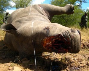 Kruger National Park Veterinary Rhino Poaching Necropsy 300x238 Wildlife Veterinary Internship in Kruger National Park, South Africa