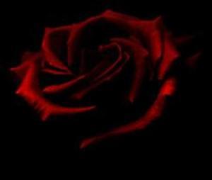 astonishing-red-gothic-rose-in-the-darkness.jpg