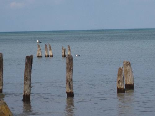 the gulls who guard the lake