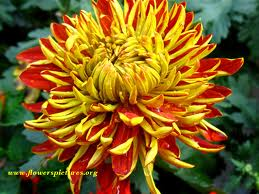 Chrysanthemum