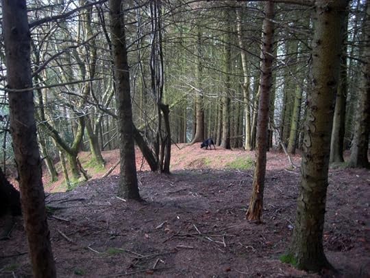 Tilly among the pines of the upper woods.