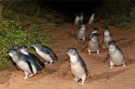 Penguins 2