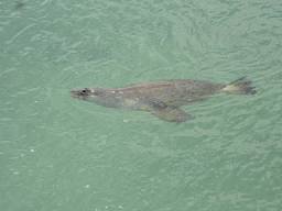 Seal