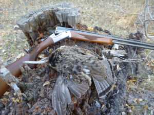 A gray-phased ruffed grouse. 