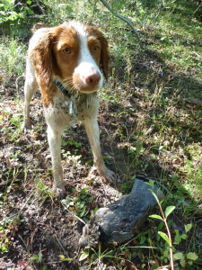 Misty's first ruff of 2012. 