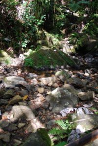 rocky_jungle_stream_portrait_ground_by_compasslogicstock-d6fmg77