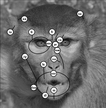 FACS_rhesus
