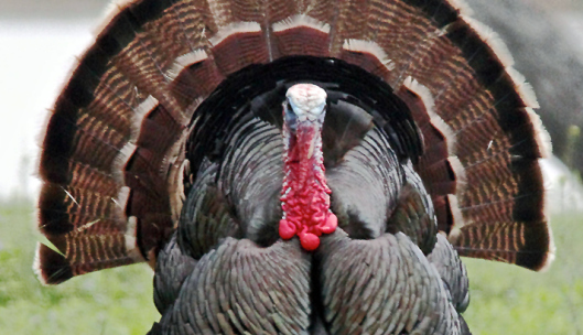 Wild Turkey