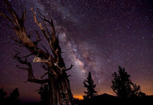 Blazing Bristlecone