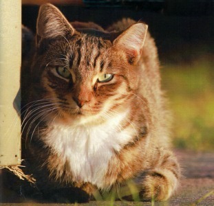 Alley_Cat_Allies_conference
