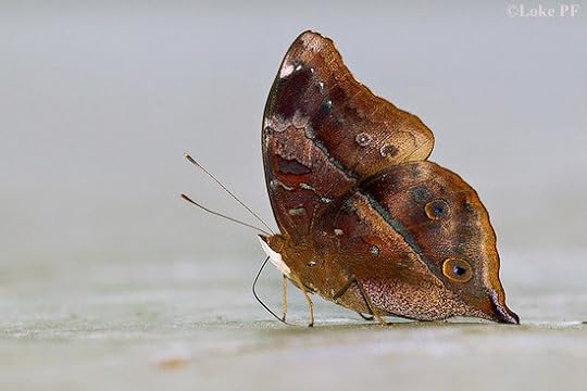 Autumn Leaf butterfly