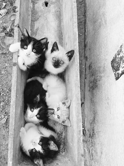 kittens