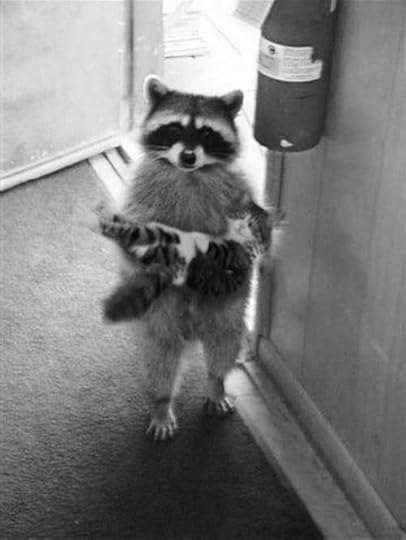 raccoon