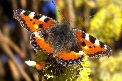 800px-Schmetterling_1a_neucc