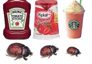 Mmmm...Insect shells...