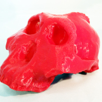 ParanthropusBoisei_Front2