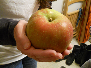 giant baldwin apple