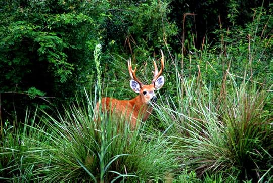 Marsh deer, Esteros del Ibera, Argentina (spotted during our 4x4 rescue from CC Pellegrini)