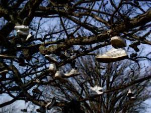 shoe-tree