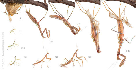 The complete developmental cycle of Chinese mantis (Tenodera parasinensis) - it began on December 4th, 2012 and ended with the final molt on February 17th, 2013.